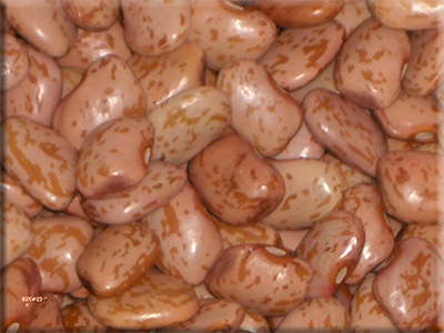 Dolloff Bean