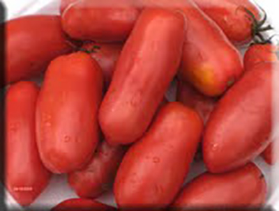 Dix Doigts de Naples Tomato