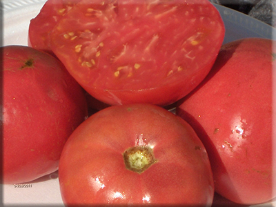 Depp’s Pink Firefly Tomato (1890)