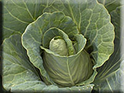 Early Jersey Wakefield Cabbage (1840s)