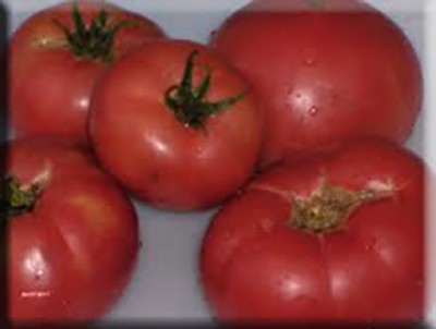 Dwarf Champion Tomato from Heritage Harvest Seed