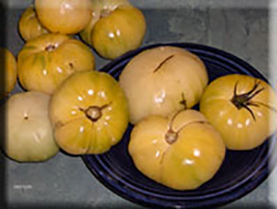 Duggin White Tomato