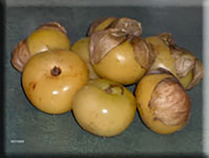Dr. Wyche’s Yellow Tomatillo