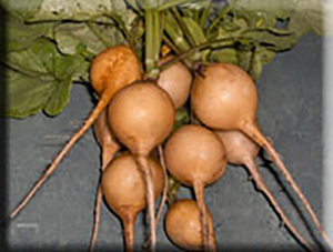 Early Yellow Turnip Rooted Radish (1700s)