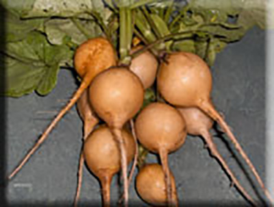 Early Yellow Turnip Rooted Radish (1700s)