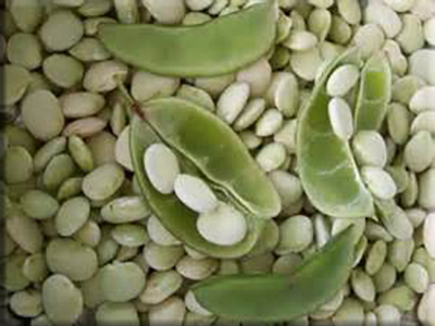 Heirloom Bean Seeds - Lima