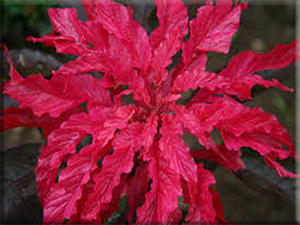 Early Splendor Amaranth (Amaranthus gangeticus)