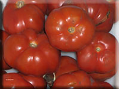 Early Large Red Tomato (1700s)