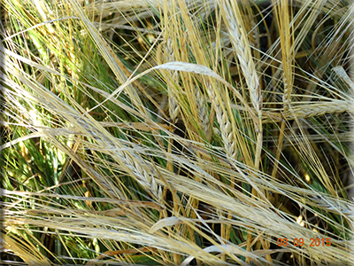 Ethiopian Hulless Barley
