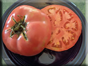Estler's Mortgage Lifter Tomato