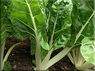 Fordhook Giant Swiss Chard (1934)