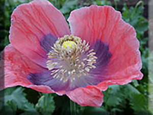 Giganteum Poppy