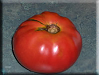 Germaid Red Tomato