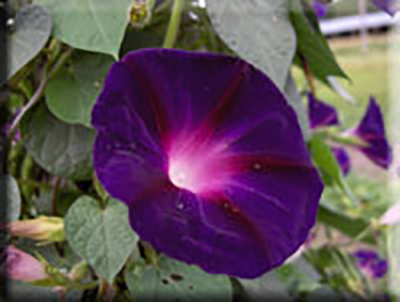 Grandpa Ott's Morning Glory