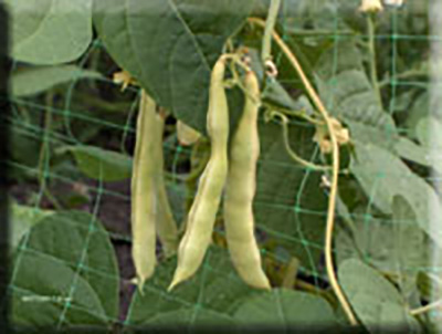 Heirloom Bean Seeds - Yellow Pod Pole (Wax)