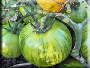 Green Zebra Tomato