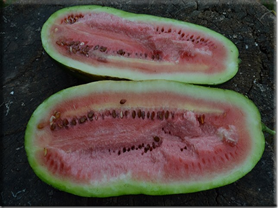 Art Combe’s Ancient Watermelon