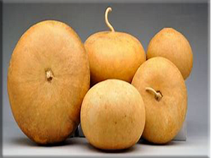 Canteen Gourd