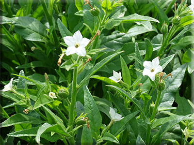 Mandan Tobacco Nicotiana (Nicotiana quadrivalvis)