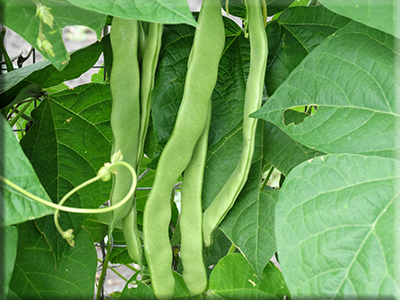 Heirloom Bean Seeds - Green/Purple Pod  Pole (Snap)