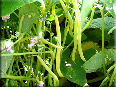 Heirloom Bean Seeds - Yellow Pod Bush (Wax)