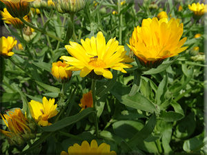 Single Yellow Calendula