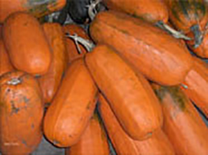 Algonquin Pumpkin - (C.pepo)