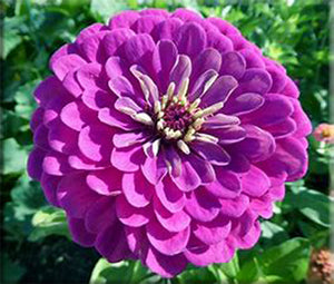 Purple Prince Zinnia (pre 1949)