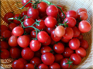 Ted's Pink Currant Tomato