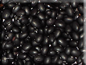 Hopi Black Bean