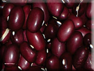 Low's Champion Bean (pre-1884)