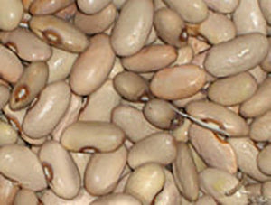 Worcester Indian - Bean Seeds