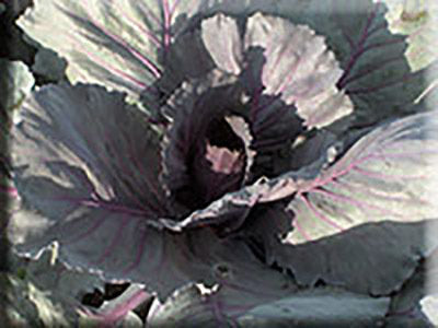 Mammoth Red Rock Cabbage (1889)