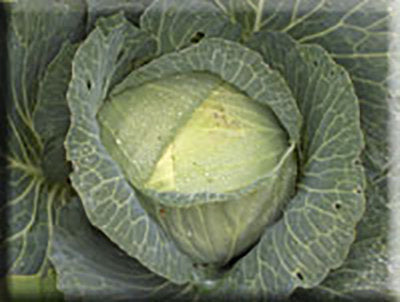 Premium Late Flat Dutch Cabbage (pre-1840)