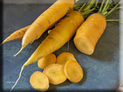 Jaune de Doubs Carrot