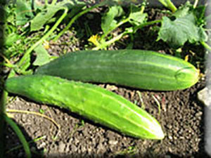 Improved Long Green Cucumber (1872)