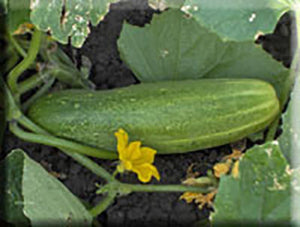 Jaune Dickfleischige Cucumber