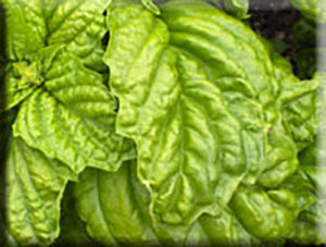 Lettuce Leaf Basil (Ocimum basilicum)