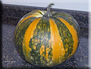 Styrian Hulless Pumpkin (C.Pepo)