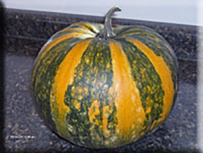 Styrian Hulless Pumpkin (C.Pepo)