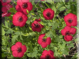 Scarlet Flax (Linum rubrum)