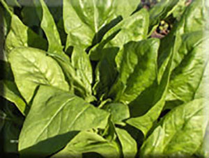 Monstreux de Viroflay Spinach (pre 1885)