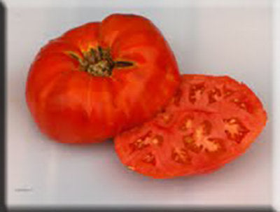 Crimson Cushion Tomato (1892)