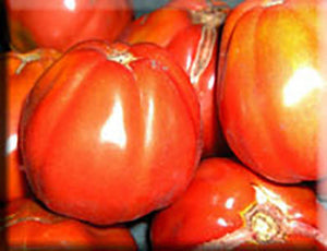 Ernie's Plump Tomato