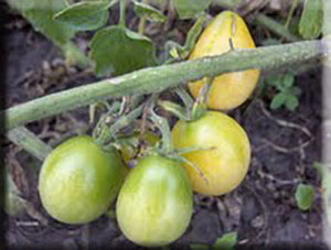 Ivory Pear Tomato