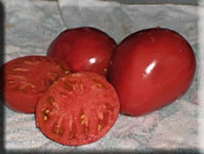 Kosovo Tomato