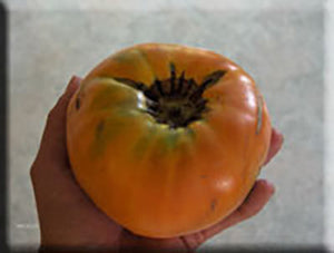 Maylor Roth’s Orange Brandywine Tomato