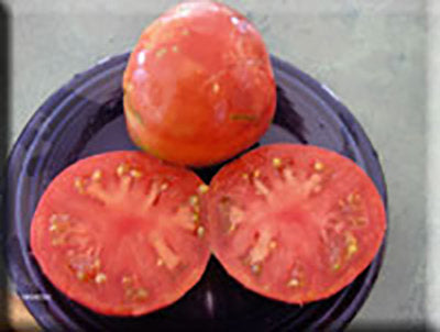 Missouri Pink Love Apple Tomato