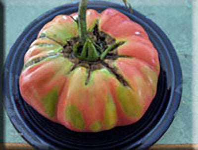 Omar’s Lebanese Tomato