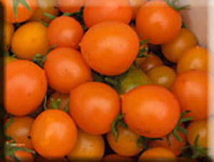 Pendulina Orange Tomato